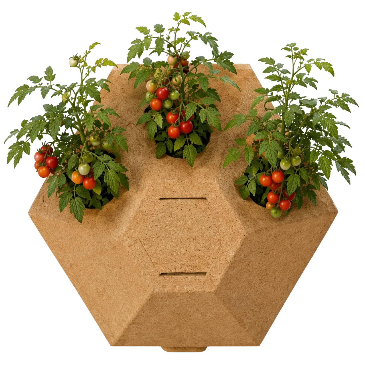 A single Gardna hexagonal cork module planted with three cherry-tomato plants